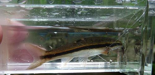 Blacknose Dace caught on size 14 Stewart Spider, inside Micro Photo Tank