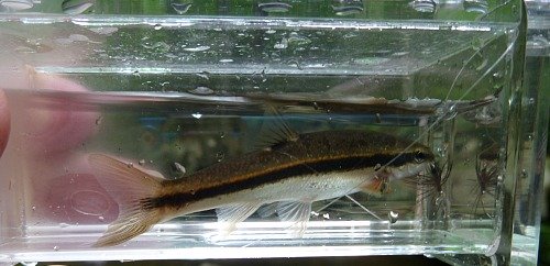 Black nose dace in Micro Photo Box