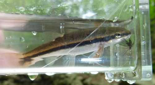 Blacknose Dace in Micro Photo Box.