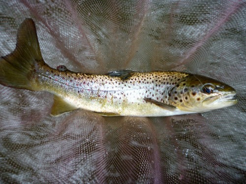 Brown trout with heron scar
