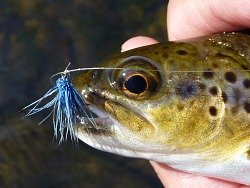 Angler holding small trout with blue Elk Hair Caddis in its mouth