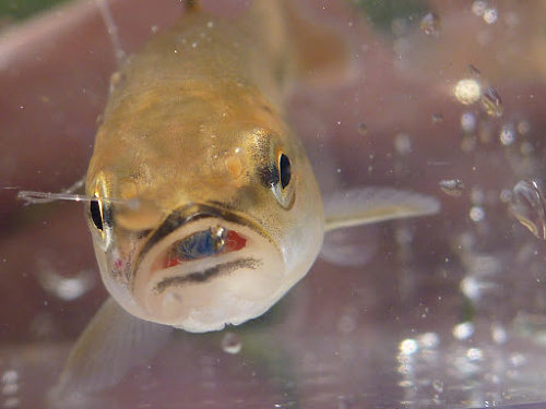 Creek chub in Micro Photo Box