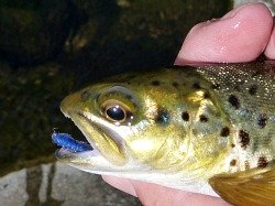 Brown trout with blue Killer Bug in its mouth