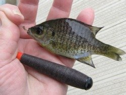 Bluegill caught with Daiwa Hinata