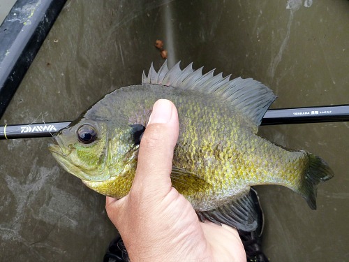 Angler holding bluegill