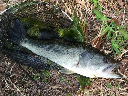 Modest largemouth bass