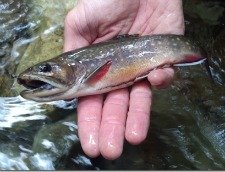 Brook trout