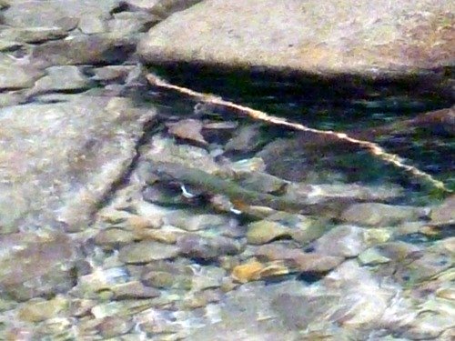 Brook trout in stream