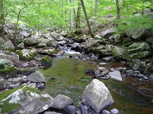 Small New Jersey Trout Stream