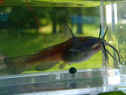 Very small bullhead in Micro Photo Tank