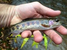 Little wild rainbow trout