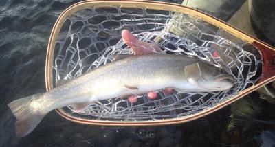 South Fork Bull Trout