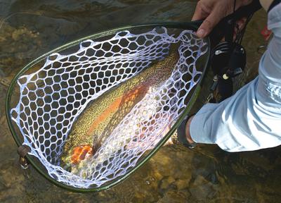 Large rainbow trout in net