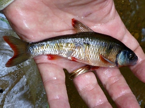 Angler holding Common Shiner in breeding colors