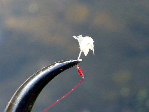 Gamakatsu Smallest snelled tanago hook with bit of raw chicken meat