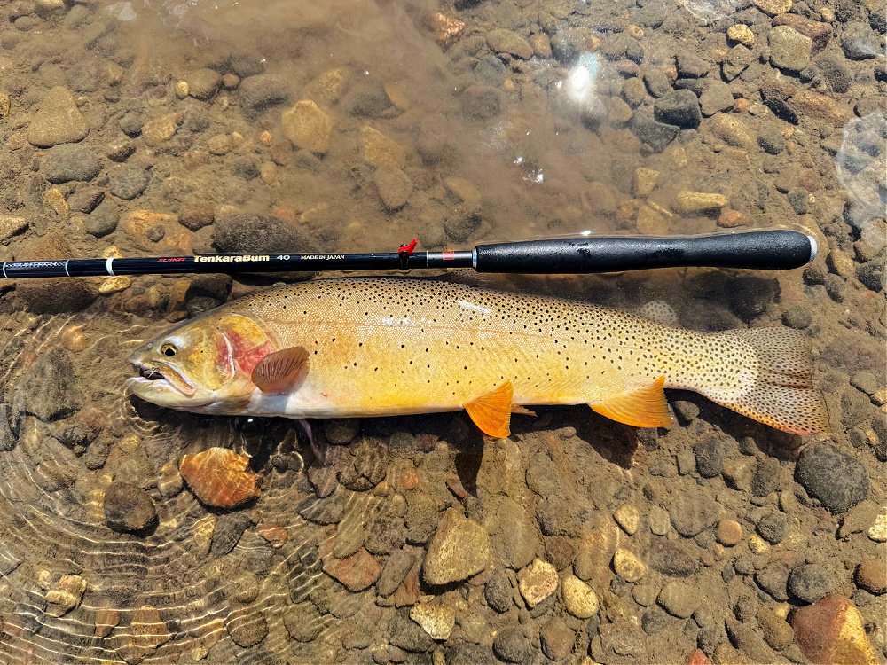 TenkaraBum 40 with chip's cutthroat in Montana stream.