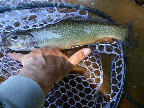 Large brook trout in the net, right at water's surface.