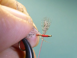 End of feather tied to hook behind eye.