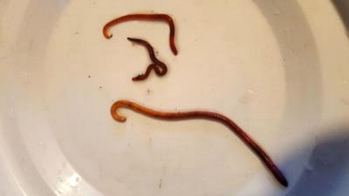 Three different composting  worms on a small plate.