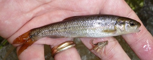 Angler holding fallfish caught with CDC & Elk fly