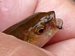 Creek chub caught with the size 26 pheasant tail nymph