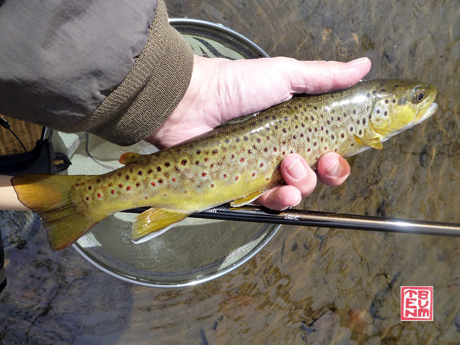 Brown trout caught with Daiwa Expert L LL36.