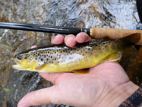 Brown trout with very yellow belly