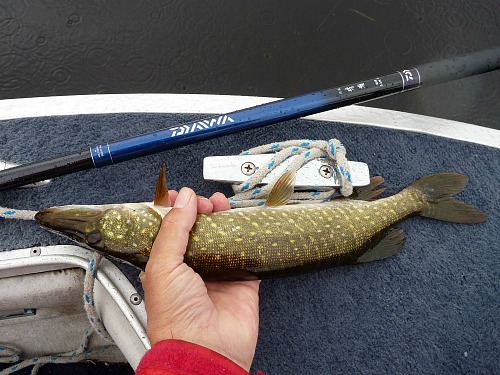 Pike caught with Daiwa Kiyose 53MF.