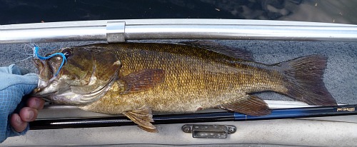 Angler holding smallmouth bass caught with the blue and white deceiver