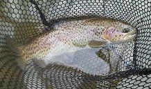 First tenkara fish on the Soyokaze- A 14