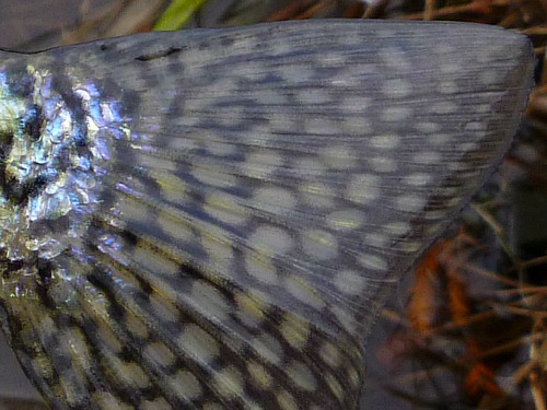 Close-up of crappie tail, showing olive spots on a black background