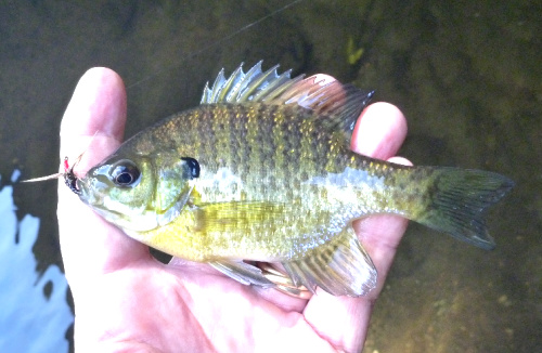 Angler holding bluegill