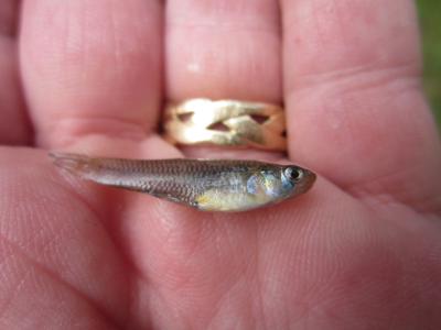 Small mosquitofish