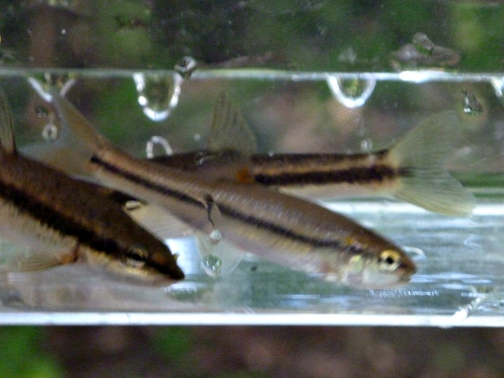 Several minnows in the 3 X 5 Photo Tank