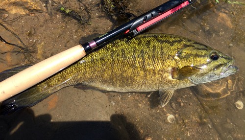 One of Robert L's many smallies with his Expert LT39.