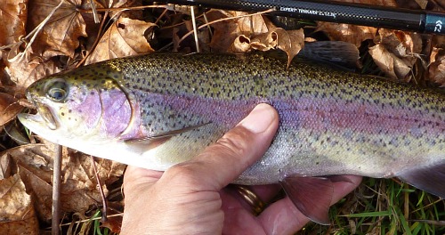 Angler holding same trout, caught a second time