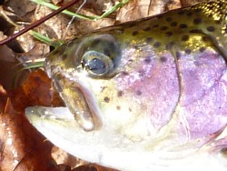 Close-up photo of fish, initial catch