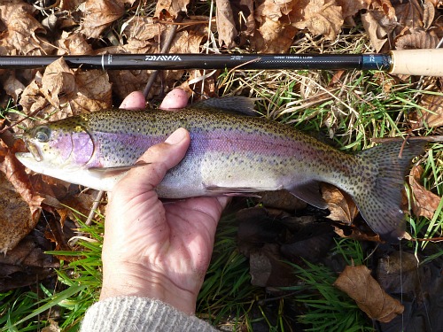 Angler holding rainbow trout alongside Daiwa tenkara rod.