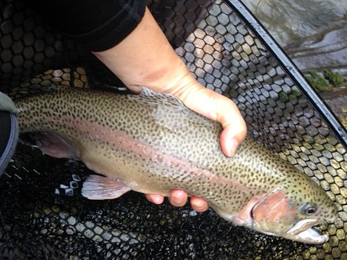 Angler holding large rainbow trout above the net.