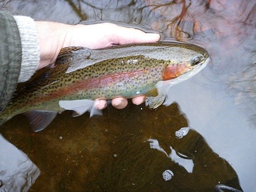 Angler holding rainbow trout at water's surface