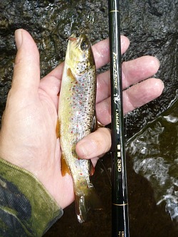 Angler holding small brown trout and Nissin Fine Mode Nagare 330
