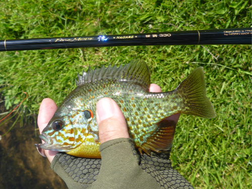 Pumpkinseed sunfish caught with microspoon.