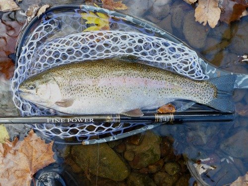 Large rainbow trout in the net, alongside keiryu rod