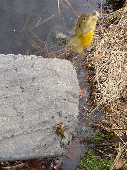 Two bluegills on the line