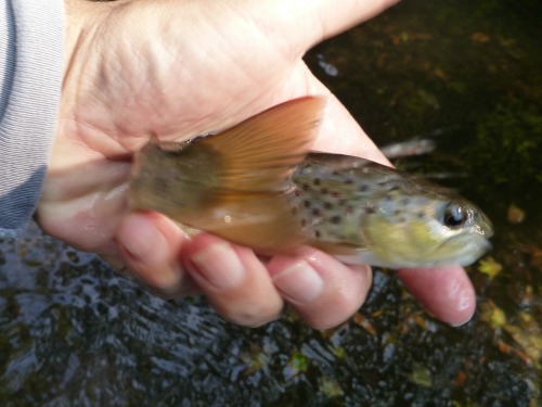 Brown trout flipping out of angler's hand