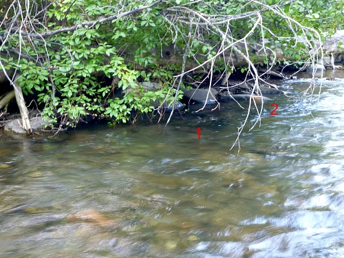 Bush hanging over stream, with numbers 1 and 2 showing where trout were caught under the branches