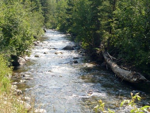 Small stream flowing through woods