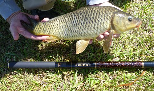 Angler holding a carp, with Nissin carp rod on the grass below it.