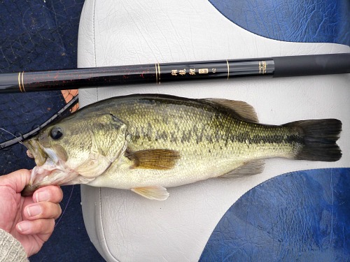 Largemouth bass caught with Flying Dragon Carp Rod