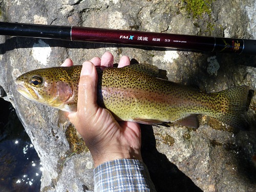 Suntech FMX Keiryu extra stiff and rainbow trout.